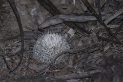 Mammillaria haageana