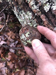 Agrobacterium radiobacter