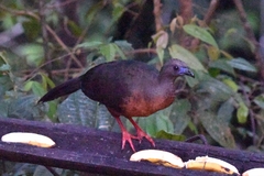 Chamaepetes goudotii