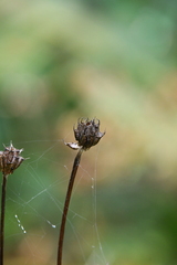 Trollius chinensis