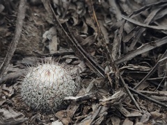 Mammillaria haageana