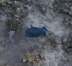 Pseudobalistes fuscus