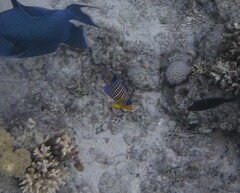 Pygoplites diacanthus