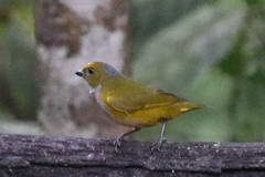 Euphonia xanthogaster