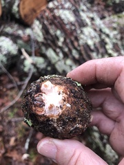 Agrobacterium radiobacter