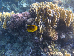 Chaetodon fasciatus