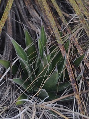 Agave horrida perotensis