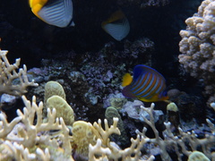 Pygoplites diacanthus