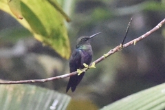 Thalurania furcata