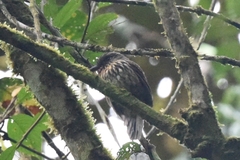 Malacoptila fulvogularis