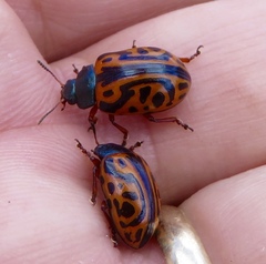 Calligrapha serpentina