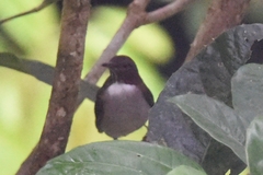 Turdus albicollis