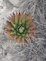 Agave horrida perotensis