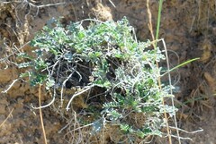 Astragalus monspessulanus
