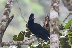 Cephalopterus ornatus