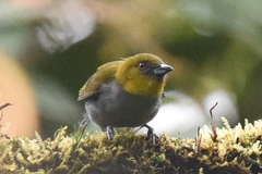 Chlorospingus flavigularis