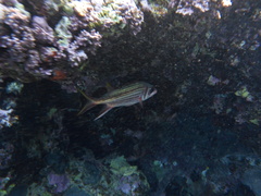 Neoniphon sammara