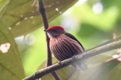Machaeropterus striolatus