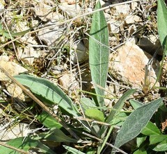 Leuzea conifera