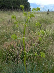 Opopanax chironium