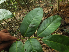 Diospyros paniculata