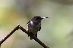 Phlogophilus hemileucurus