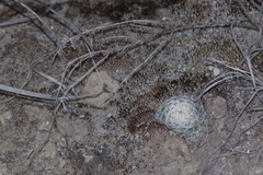 Mammillaria haageana
