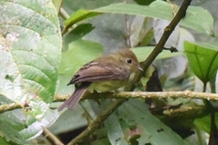 Myiophobus phoenicomitra