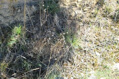Santolina chamaecyparissus