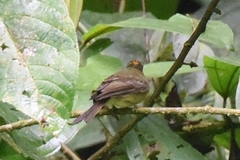 Myiophobus phoenicomitra