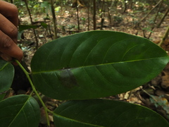 Diospyros paniculata