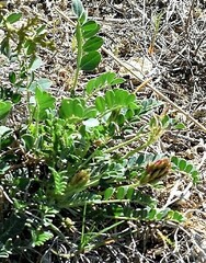 Astragalus monspessulanus