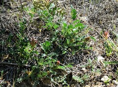 Astragalus monspessulanus