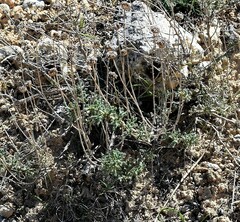 Santolina chamaecyparissus