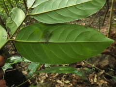 Diospyros paniculata