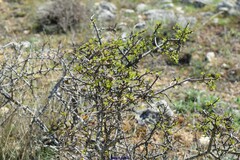Rhamnus saxatilis