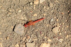 Crocothemis sanguinolenta