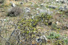 Rhamnus saxatilis