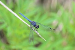 Trithemis furva