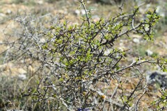 Rhamnus saxatilis