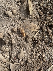 Pristoceuthophilus pacificus