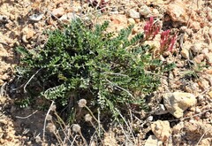 Astragalus incanus