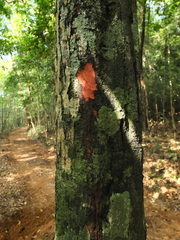 Diospyros paniculata