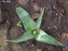 Ornithogalum lanceolatum