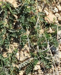 Astragalus incanus