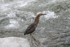 Tigrisoma fasciatum