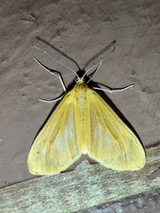 Eubaphe