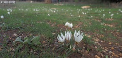 Crocus hyemalis
