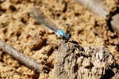 Argia