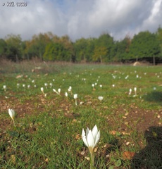Crocus hyemalis